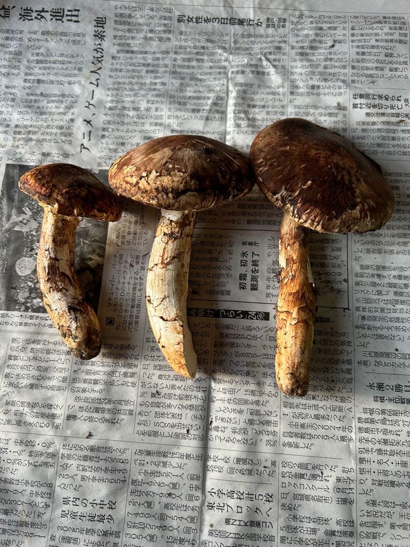 【シーズンラスト】岩手県産松茸196g