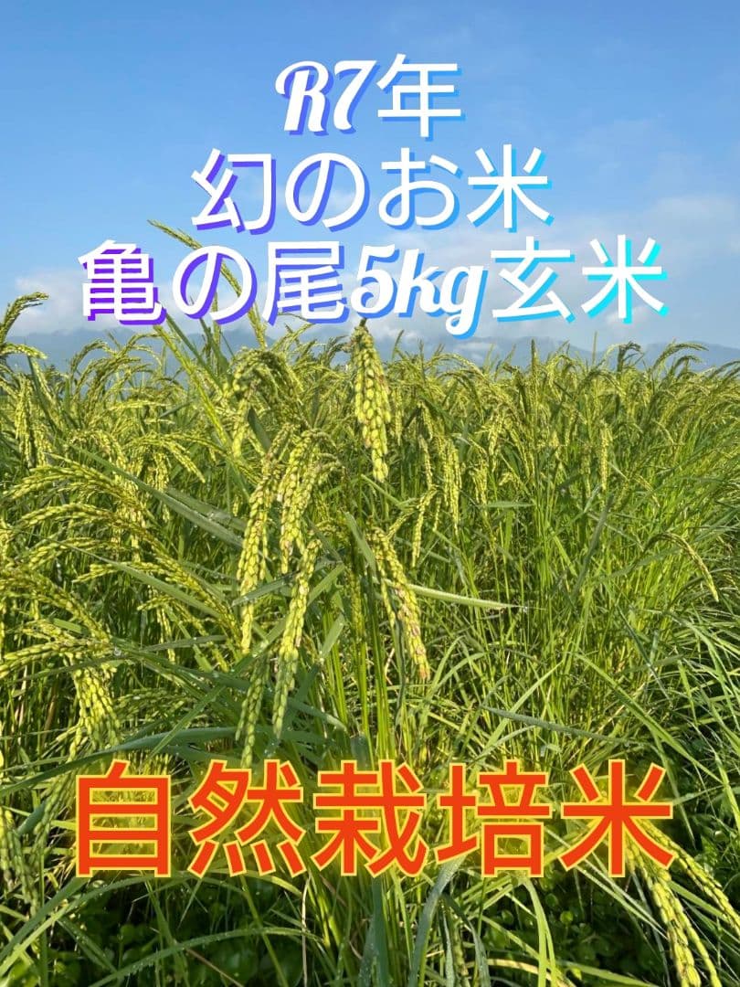1 R7年 自然栽培米 2品種食べ比べセット10kg（5kg×2）玄米 セット
