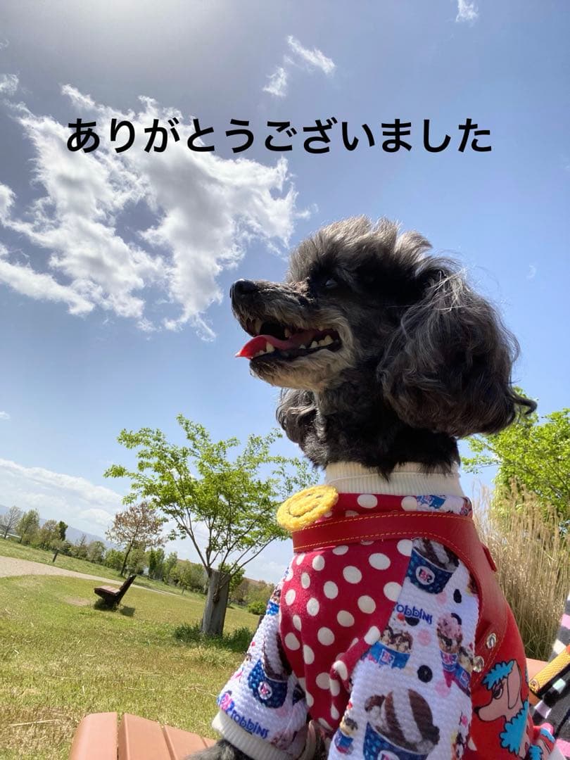 ポッキー ꒡̈⃝Lily꒡̈⃝犬服ハンドメイド