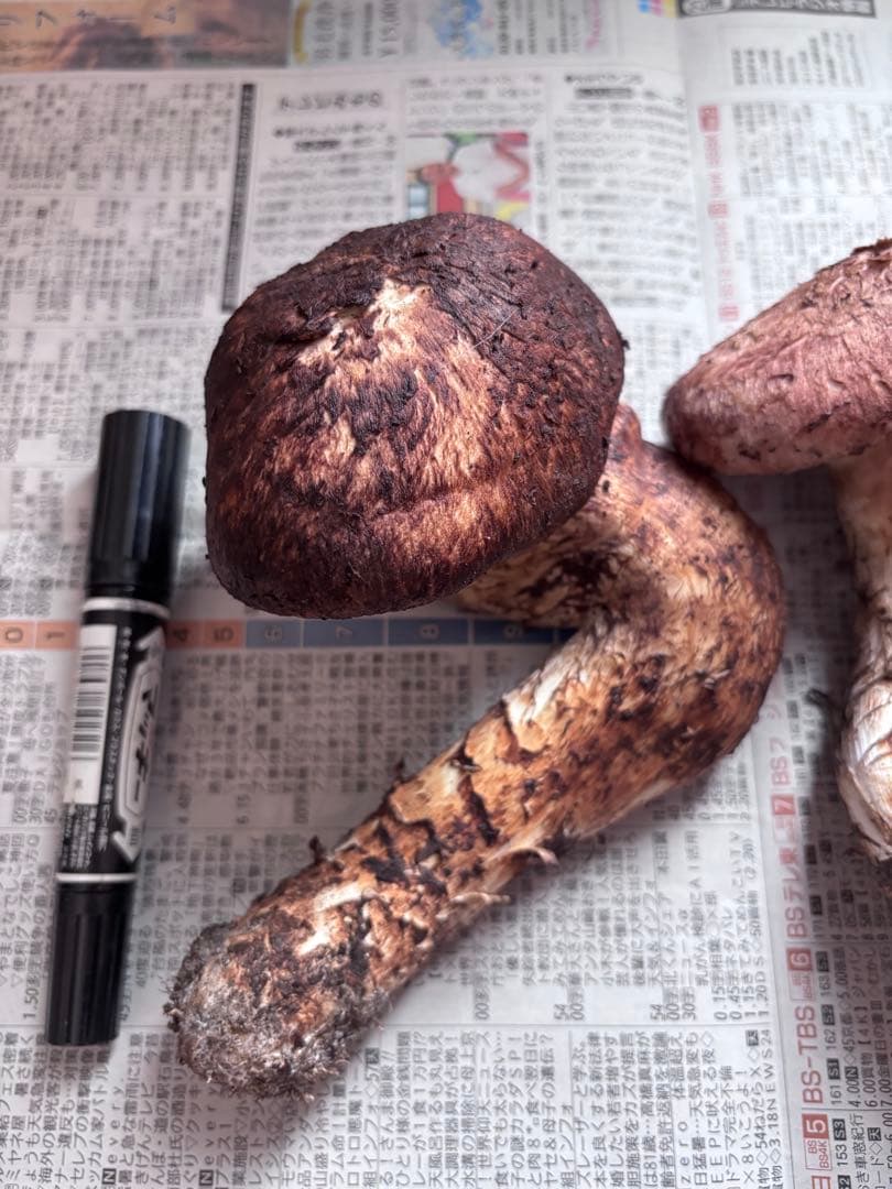 岩手県産松茸　495グラム