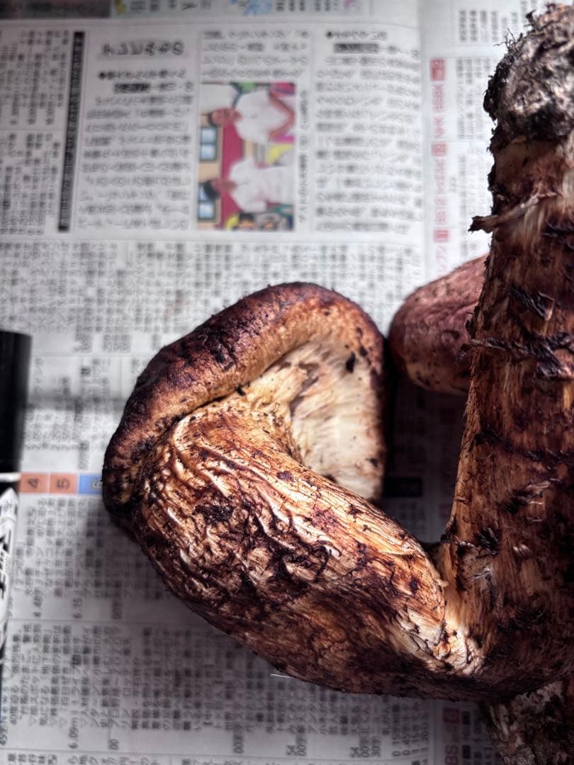 岩手県産松茸　495グラム