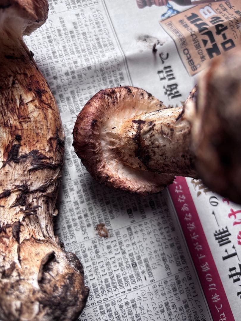 岩手県産松茸　495グラム