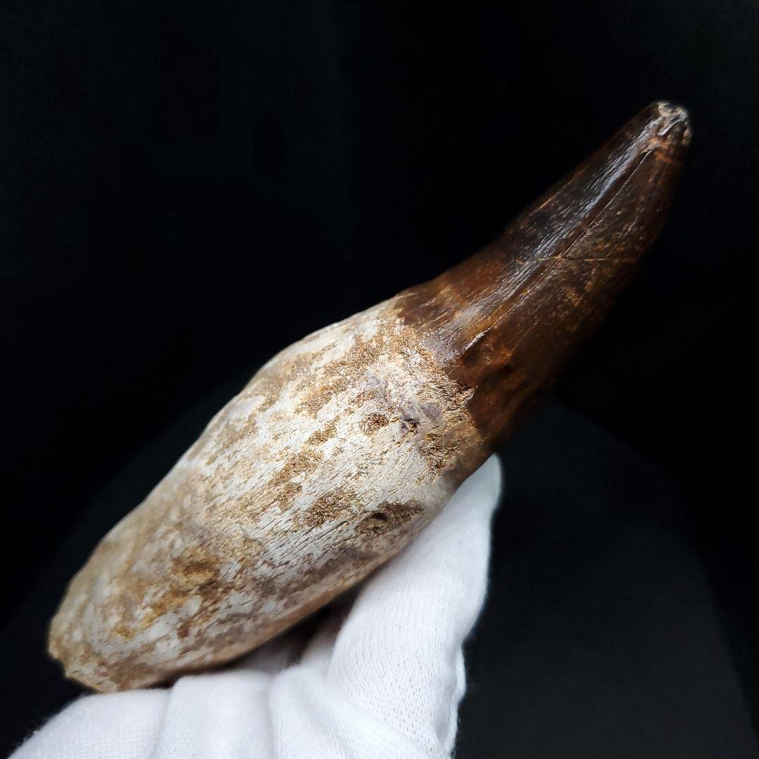 特大 歯根付き モササウルス 化石 歯 本物  123.82mm mos74