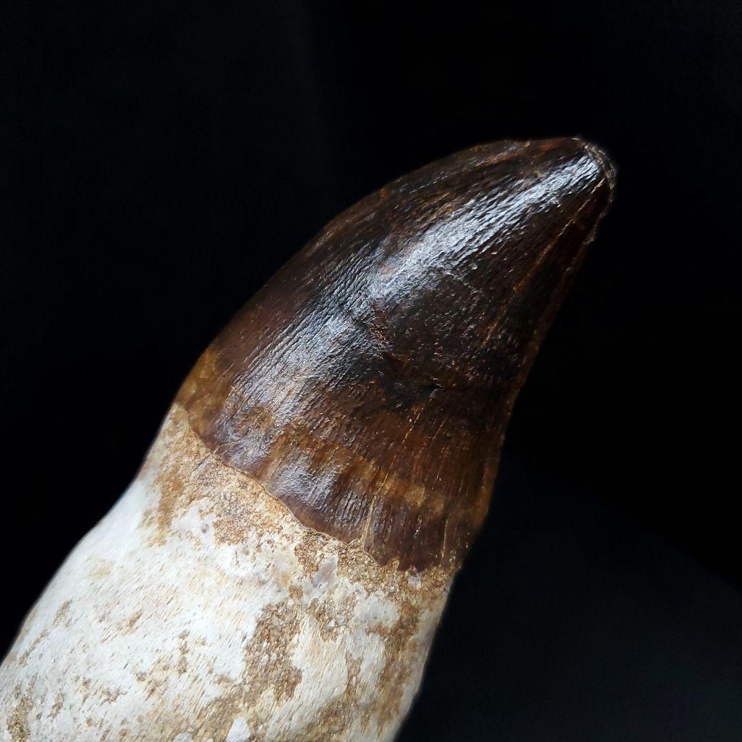 特大 歯根付き モササウルス 化石 歯 本物  123.82mm mos74