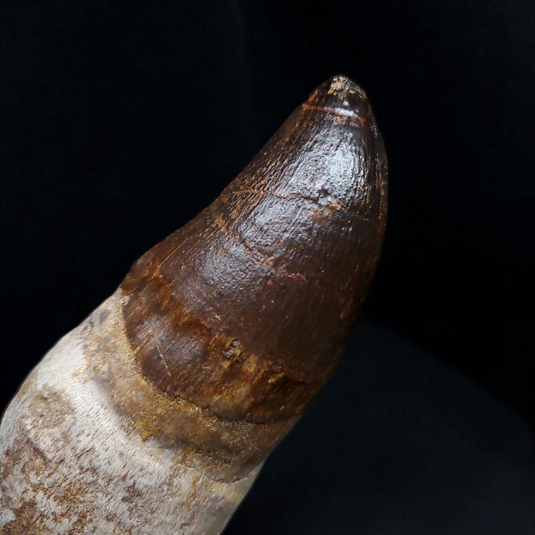 特大 歯根付き モササウルス 化石 歯 本物  123.82mm mos74