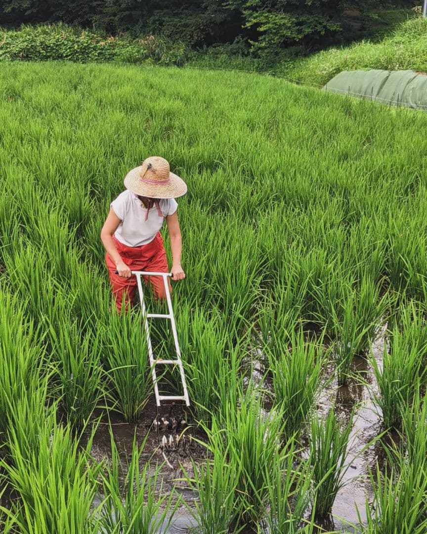 ★自然栽培米　玄米30kg(10kg×3)　令和7年度　熊本県産　森のくまさん★
