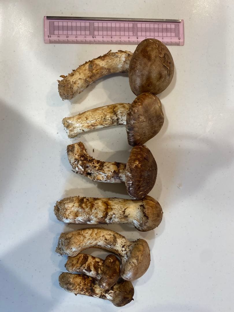 広島県産　松茸　10月16日AM採取　238g