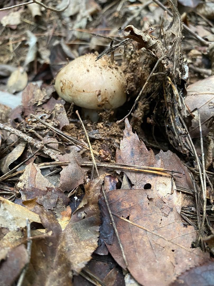 広島県産　松茸　10月16日AM採取　238g