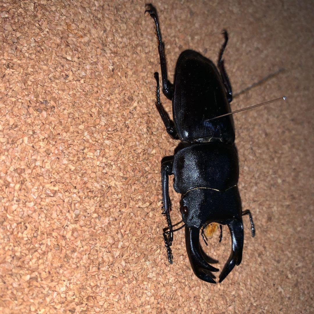 D.H.Hホペイ(ホーペ)オオクワガタ野外品