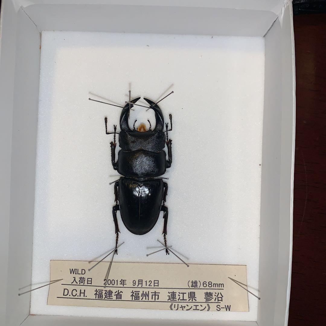 D.H.Hホペイ(ホーペ)オオクワガタ野外品