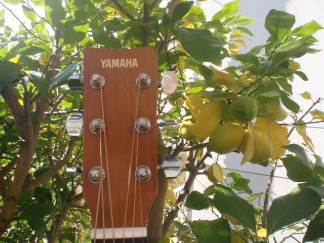 YAMAHA アコースティックギター F-36PJ