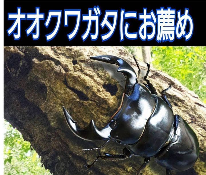 極上！黒アワビタケ菌糸瓶【9本】初令、2令に最適なサイズ！ニジイロクワガタに！