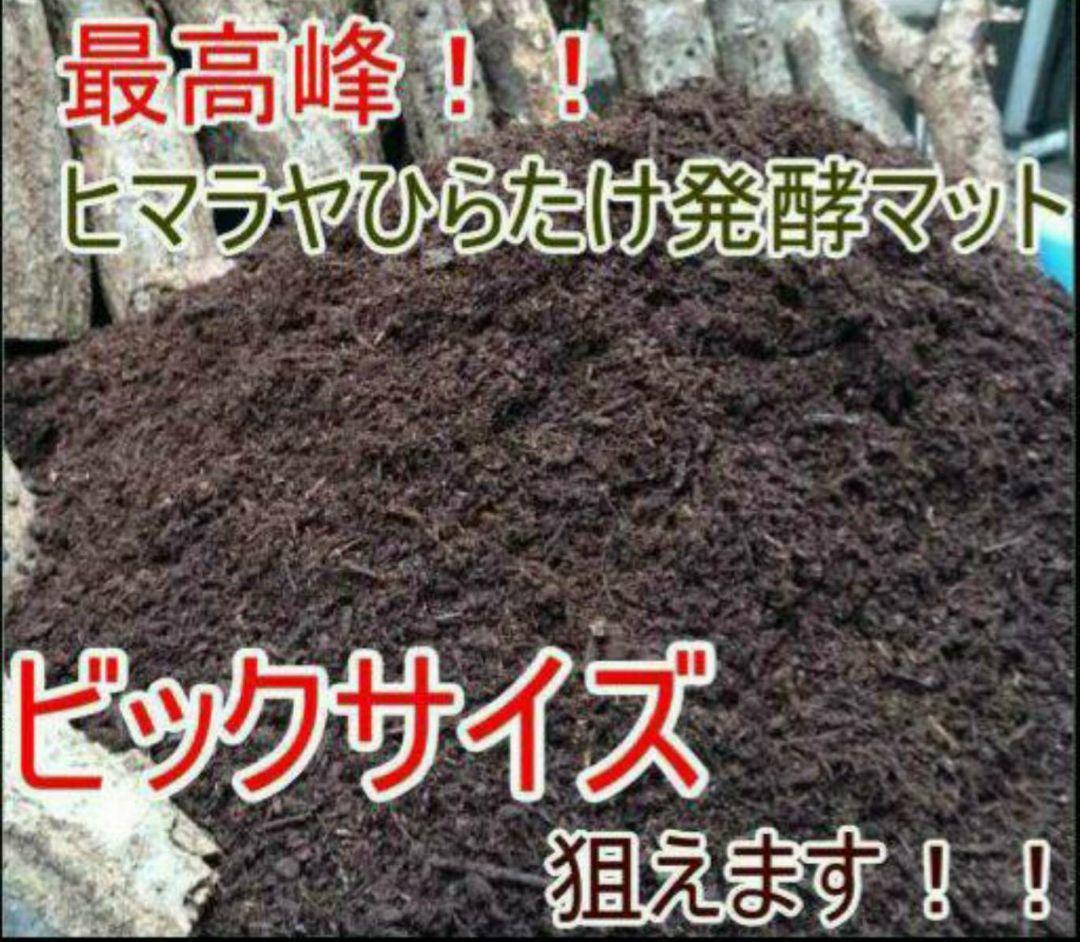 デカクなりすぎ注意！ヒマラヤひらたけ発酵マット　産卵にも！増量200リットル