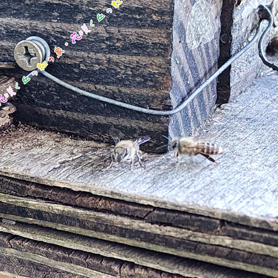 ビニーおまとめページ◇　日本蜜蜂　百花蜜　5.5㎏