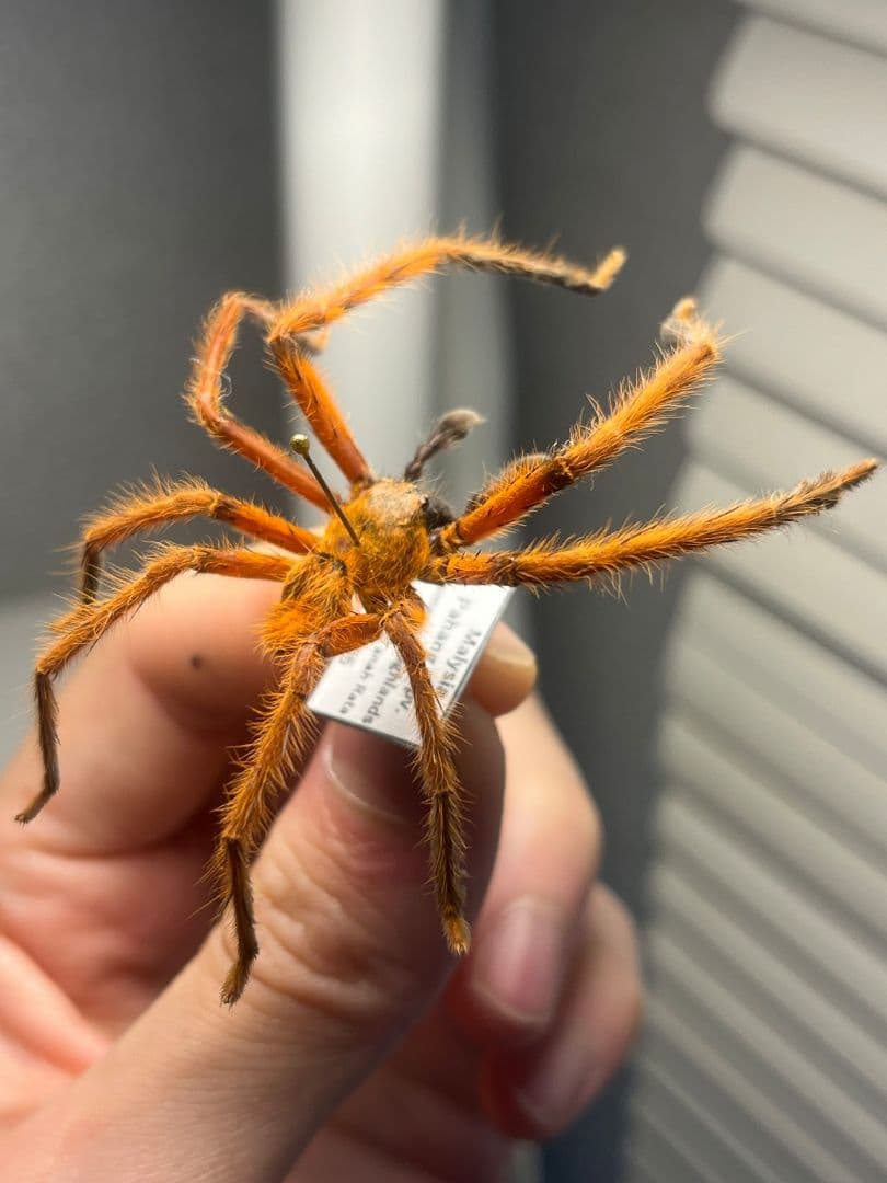 【標本】ラスティレッドハンツマン トゥルースパイダーマンティスムカデセンチピード