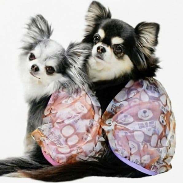 A　Airy Bear キャミ3色セット　サーカスサーカスcircuscircu