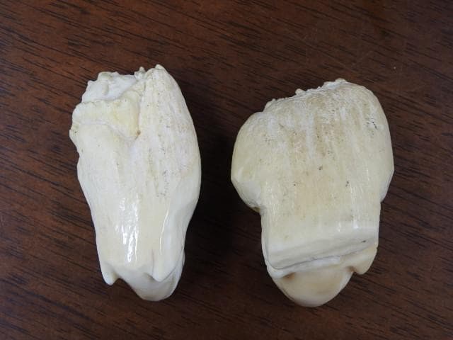 マッコウクジラ歯　カエル彫　M702