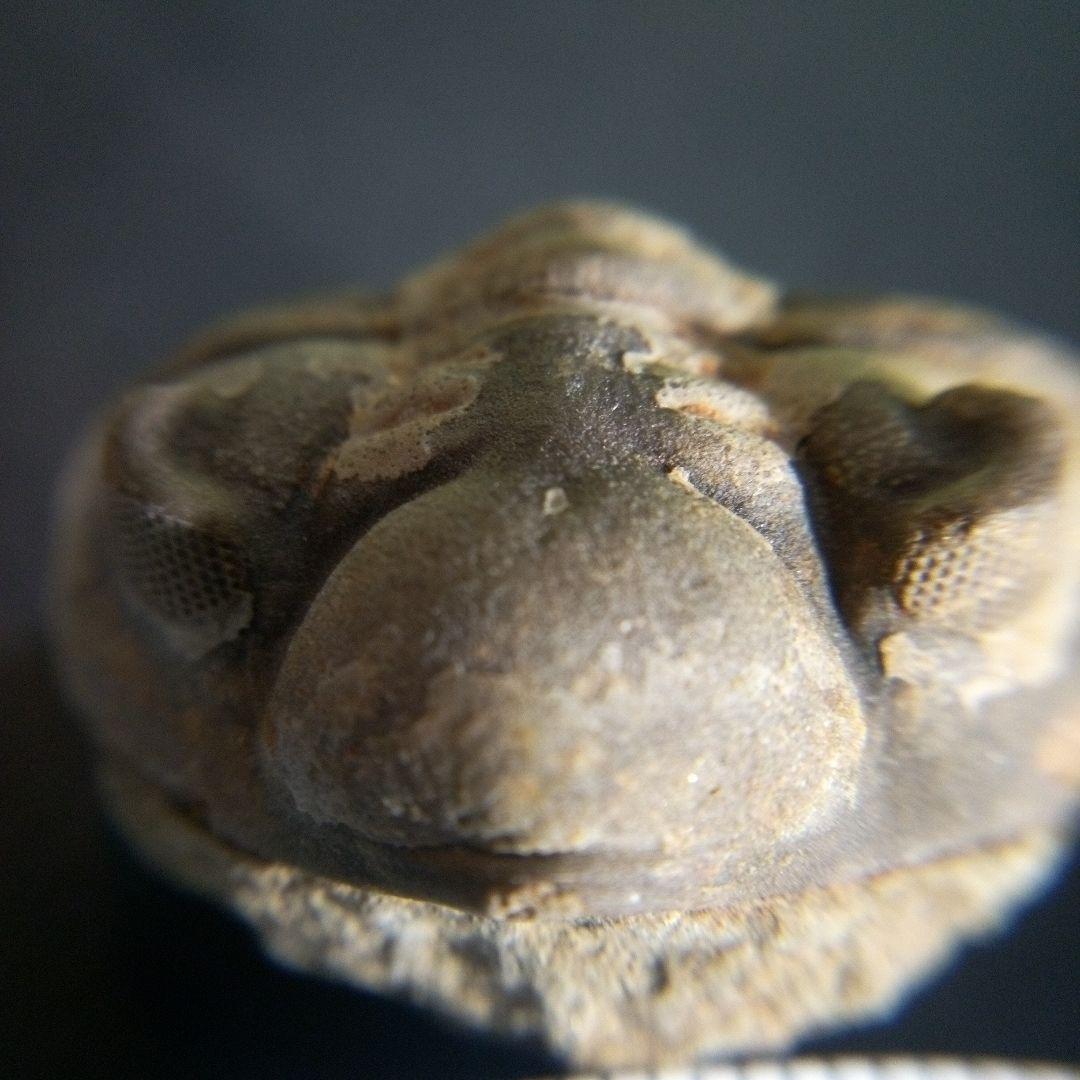 三葉虫　化石　fossil　ボリビア産　trilobite　海生動物個体②