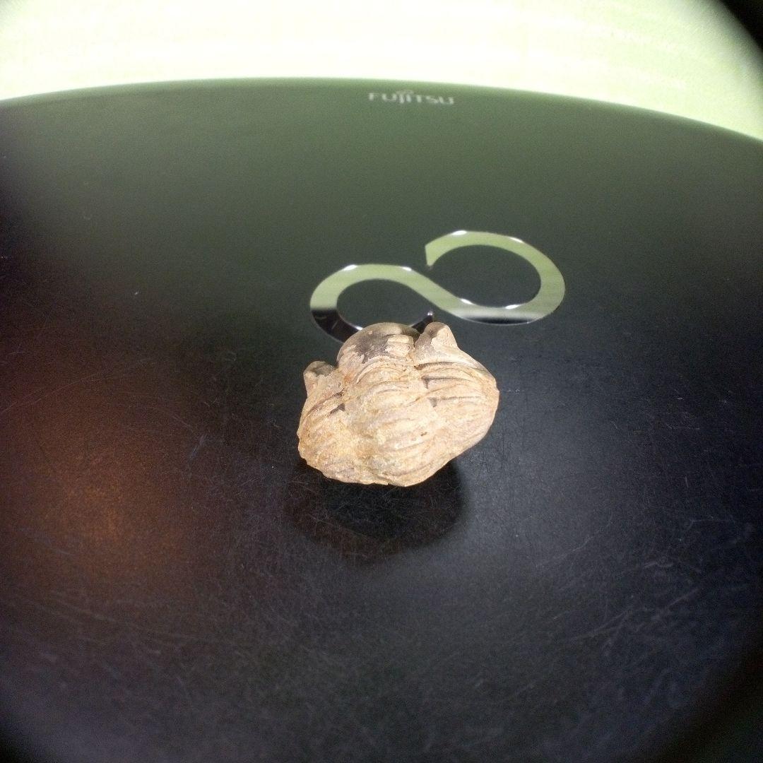 三葉虫　化石　fossil　ボリビア産　trilobite　海生動物個体②