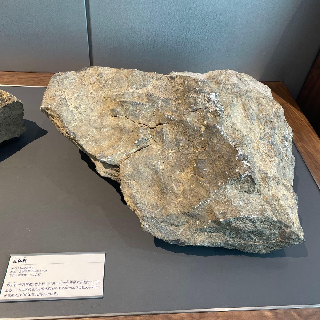 蛇体石　ミケリニア　化石