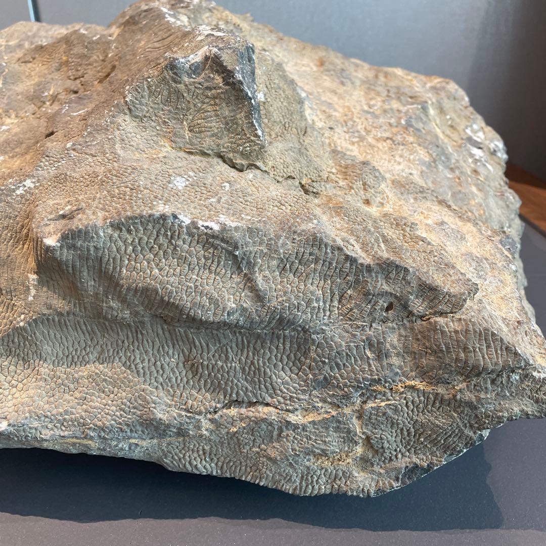 蛇体石　ミケリニア　化石