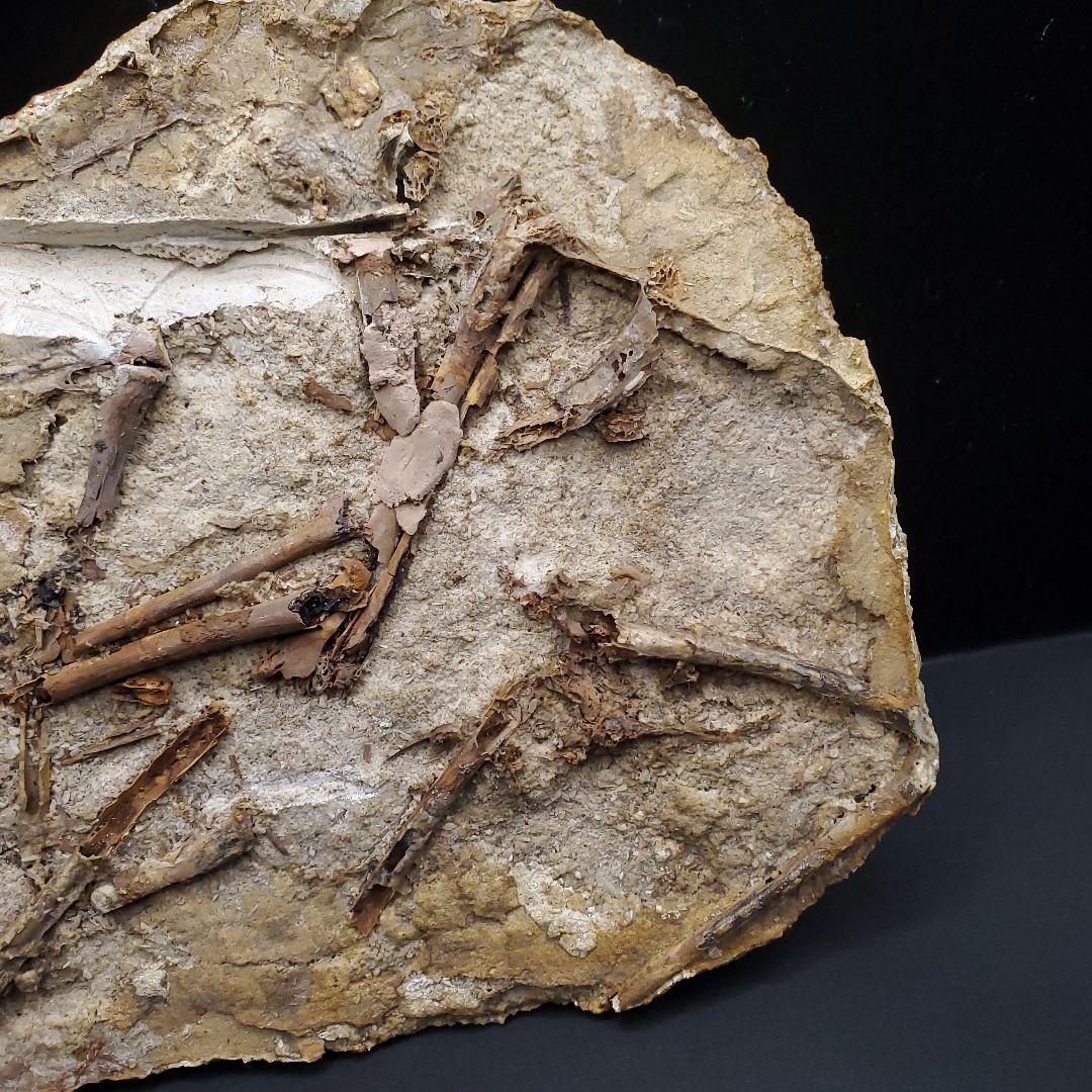 博物館級 タペヤラ 化石 部分骨格 恐竜 ブラジル産 197.35mm fr56