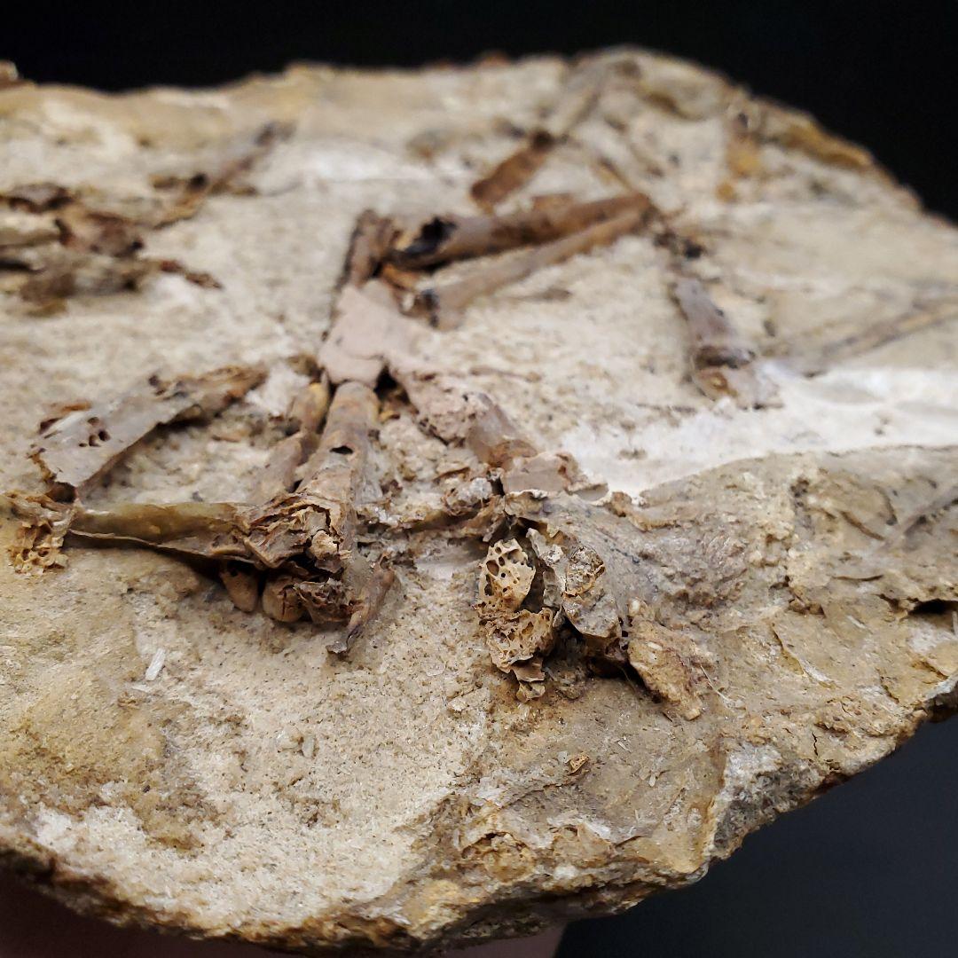 博物館級 タペヤラ 化石 部分骨格 恐竜 ブラジル産 197.35mm fr56