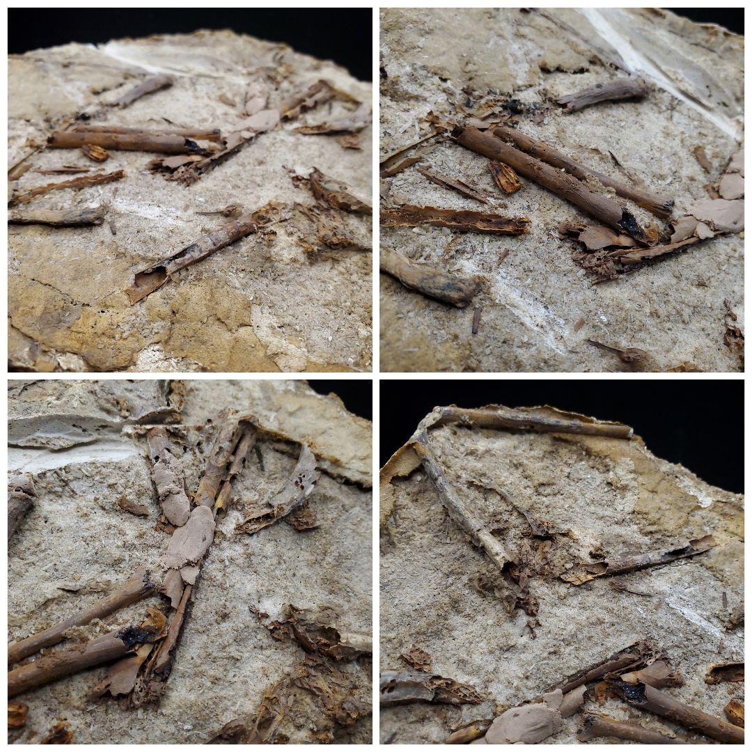 博物館級 タペヤラ 化石 部分骨格 恐竜 ブラジル産 197.35mm fr56