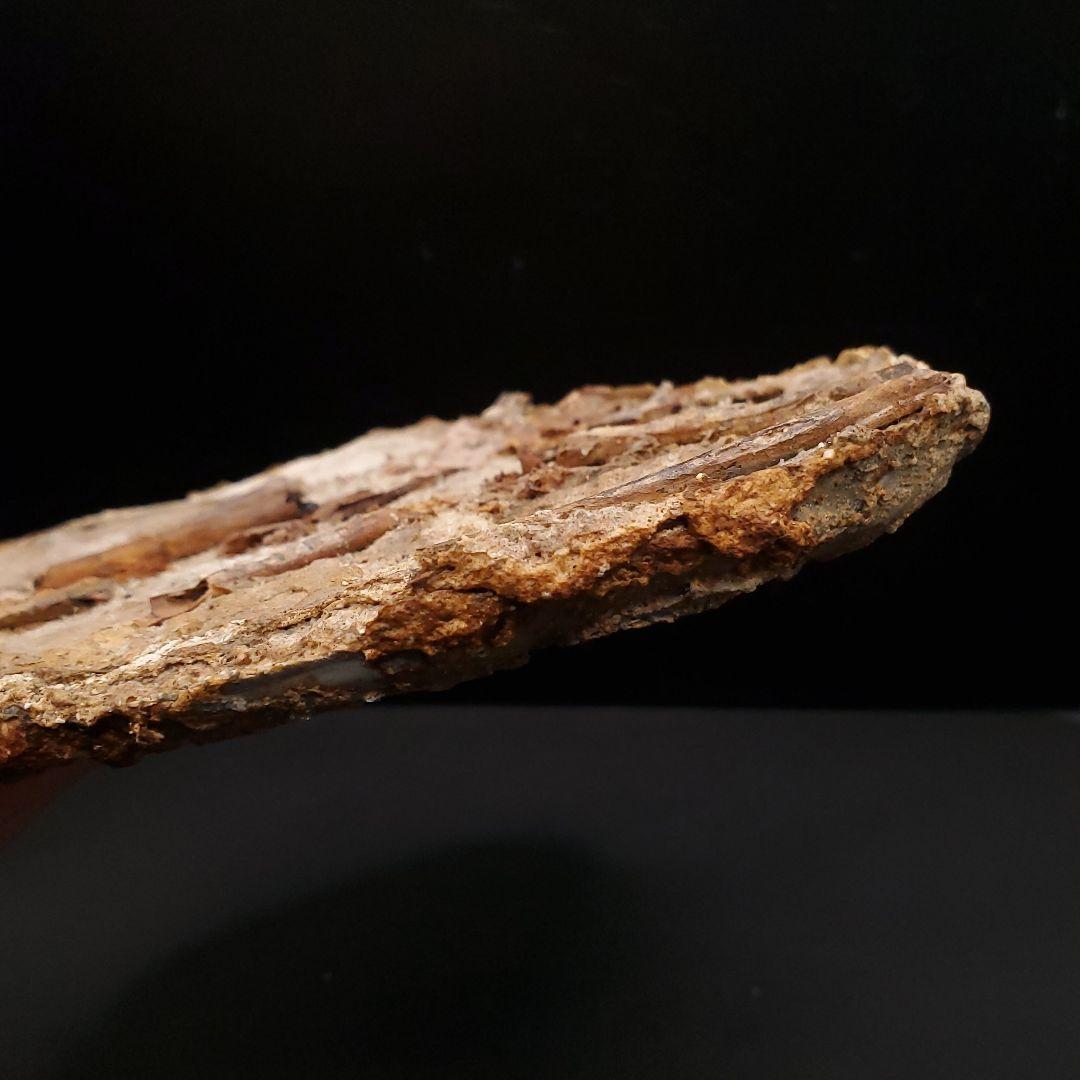 博物館級 タペヤラ 化石 部分骨格 恐竜 ブラジル産 197.35mm fr56