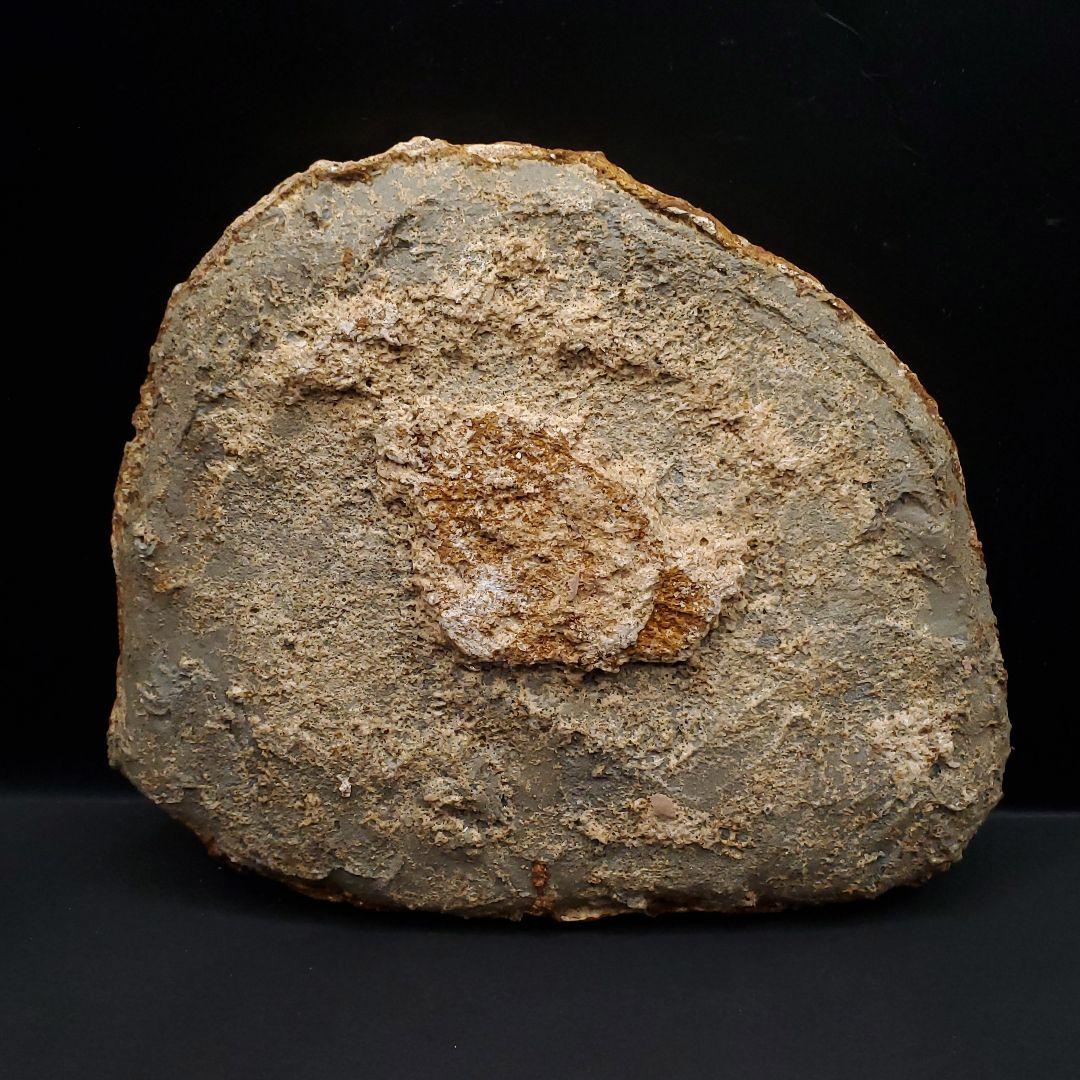 博物館級 タペヤラ 化石 部分骨格 恐竜 ブラジル産 197.35mm fr56