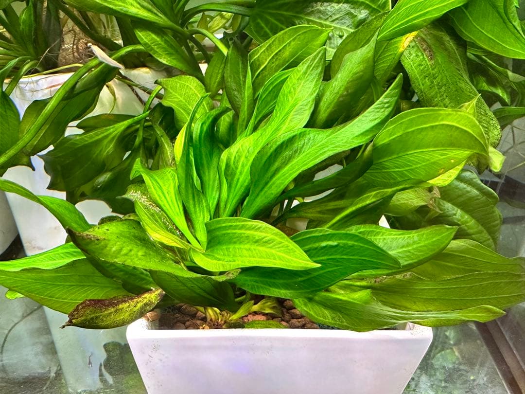 エキノドルス sp サターン　大株　3株まとめ　色鮮やかなグリーン