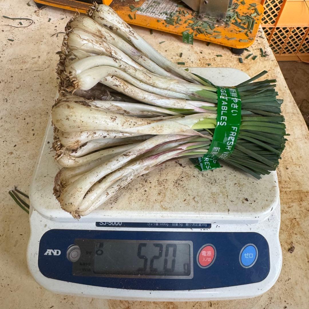 【3kg】　⭐︎新物⭐︎久米島の島らっきょう