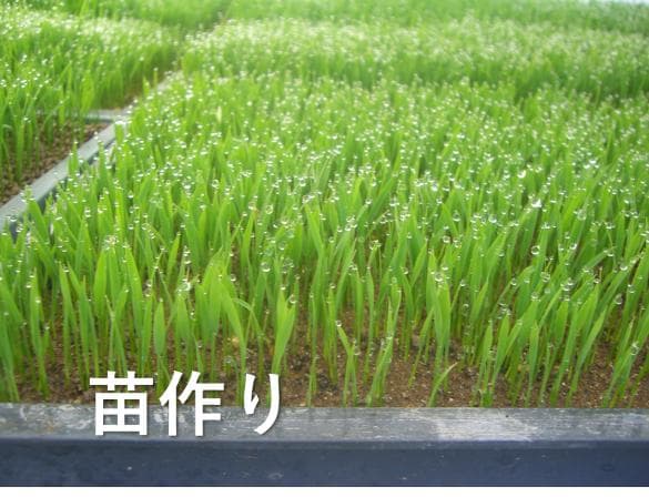 R７ひろしまの米★い～ね！★ミルキークイーン10kg（精米後9㎏）