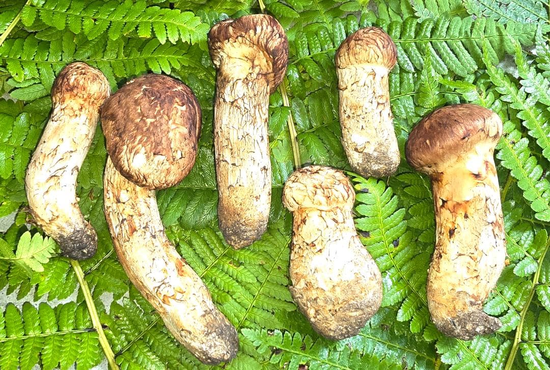 松茸 　302g　＋おまけ（写真7）49.8g　岩手県産