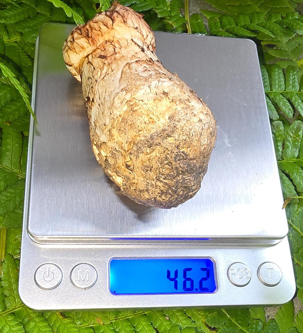 松茸 　302g　＋おまけ（写真7）49.8g　岩手県産