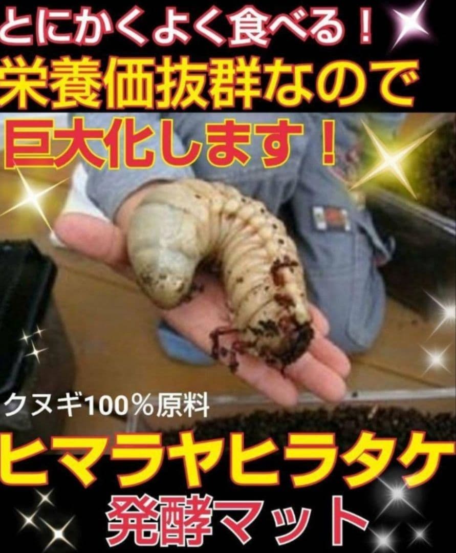 カブトムシ幼虫が大きくなります！発酵マット【たっぷり50リットル】雑虫わきません