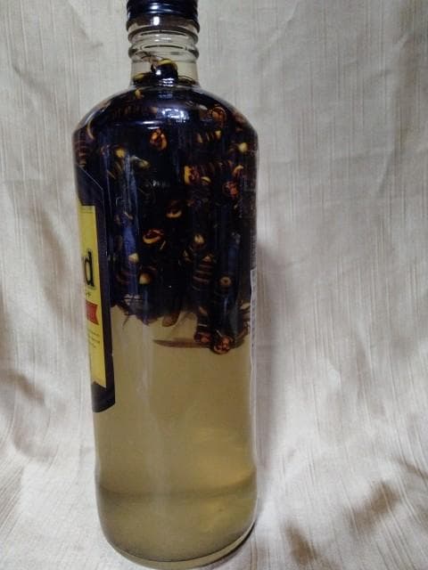 昆虫サンプル2　コガタスズメバチ　90匹　in アルコール35％