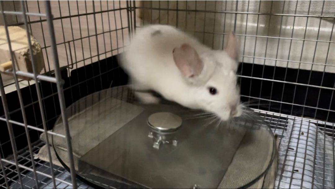 7/27入荷分【新】チンチラ　床置きタイプのサイレント円盤型回し車　パープル