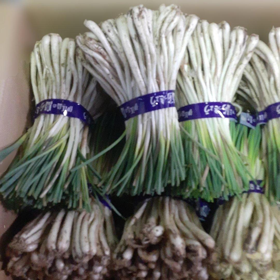 伊江島産♪島らっきょう10㎏