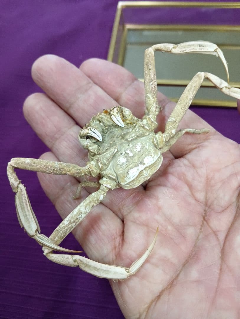 源平合戦古戦場讃岐屋島壇ノ浦周防下関檀之浦戦い平家武者怨霊海底人面蟹標本品