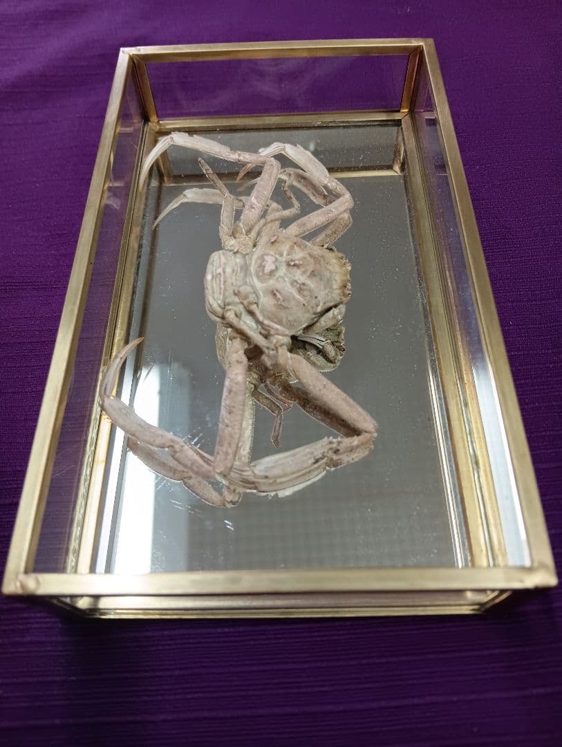 源平合戦古戦場讃岐屋島壇ノ浦周防下関檀之浦戦い平家武者怨霊海底人面蟹標本品