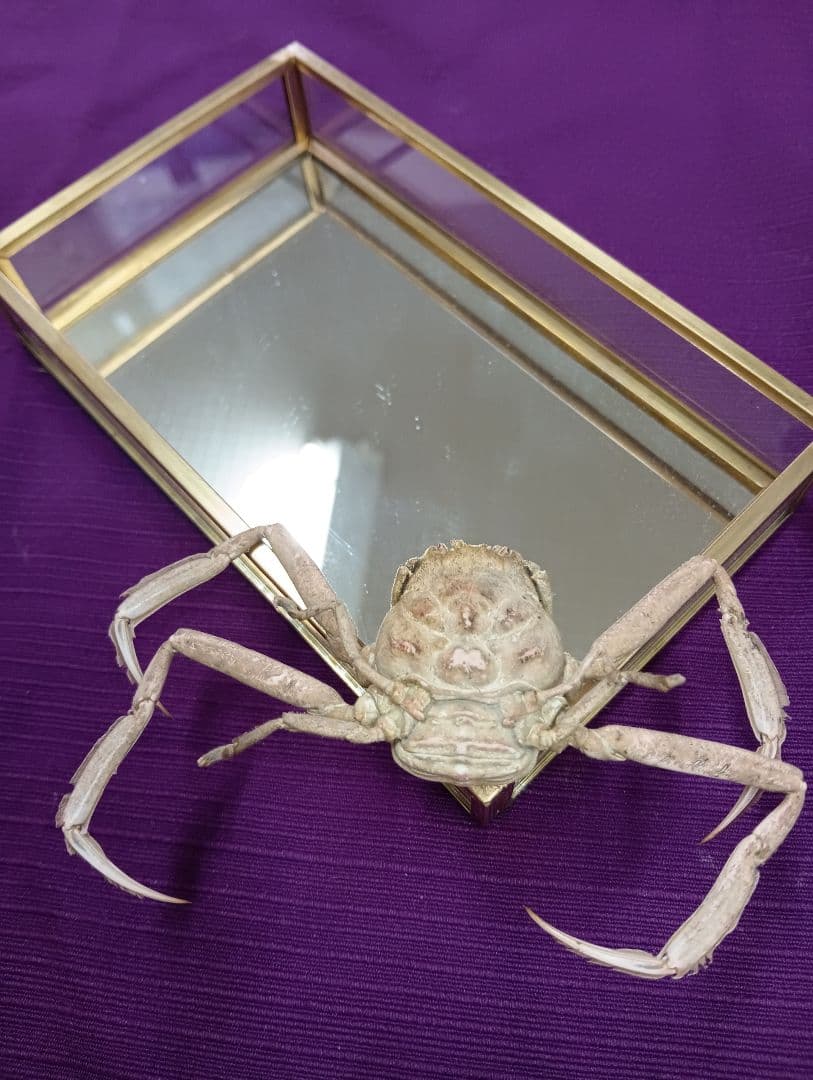 源平合戦古戦場讃岐屋島壇ノ浦周防下関檀之浦戦い平家武者怨霊海底人面蟹標本品