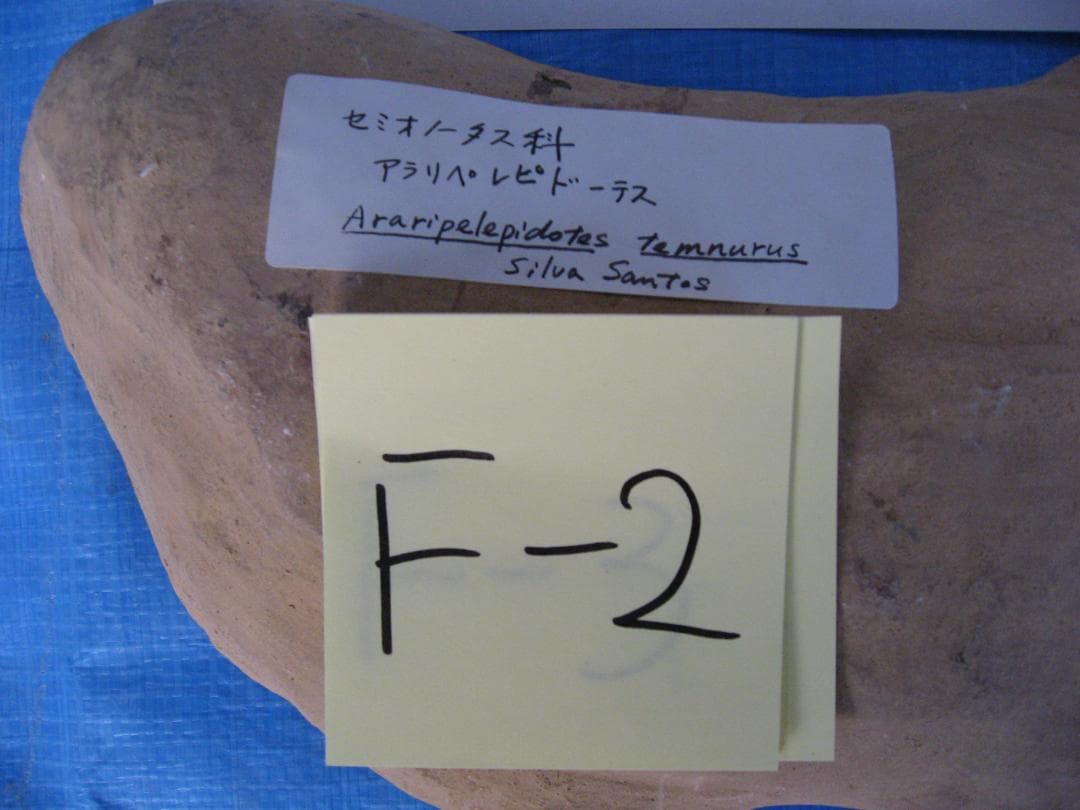 化石　F-2 B-4 D-4