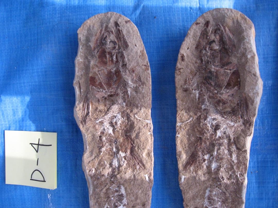 化石　F-2 B-4 D-4