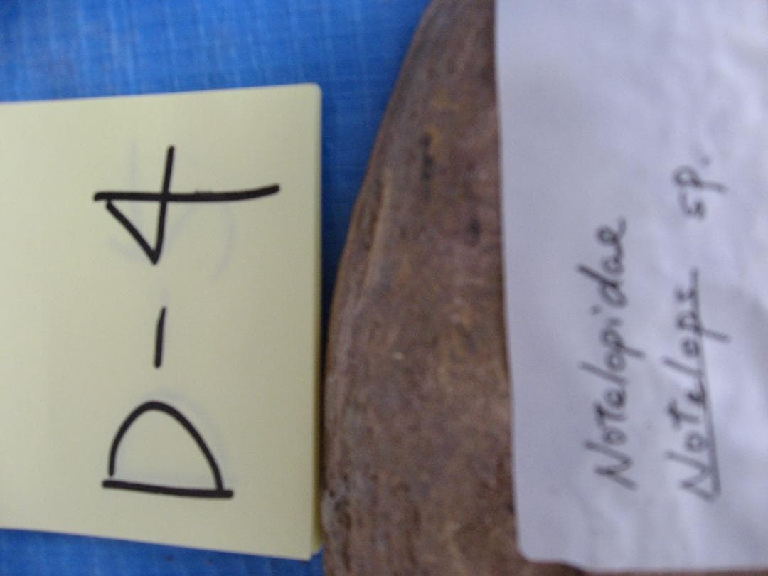 化石　F-2 B-4 D-4