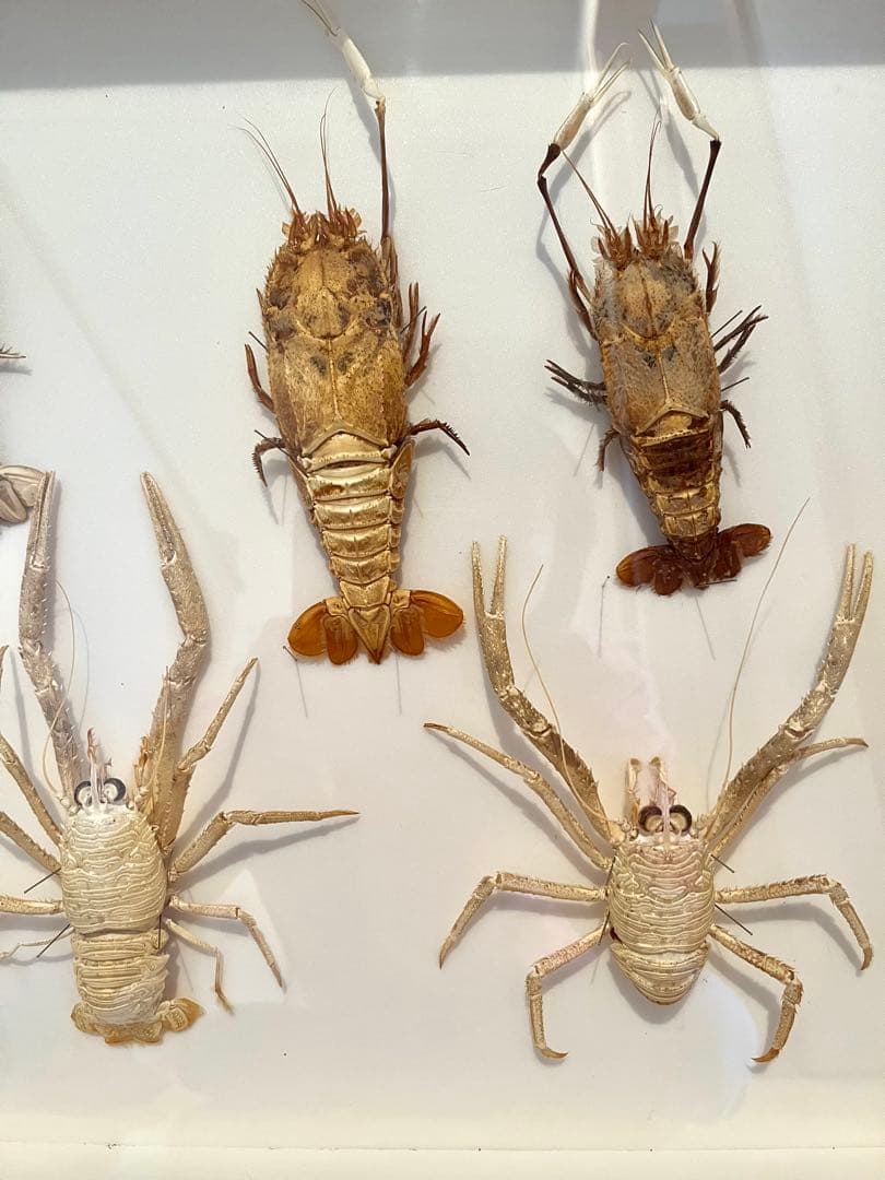 センジュエビとコシオリエビ標本　ドイツ箱入り　7個体