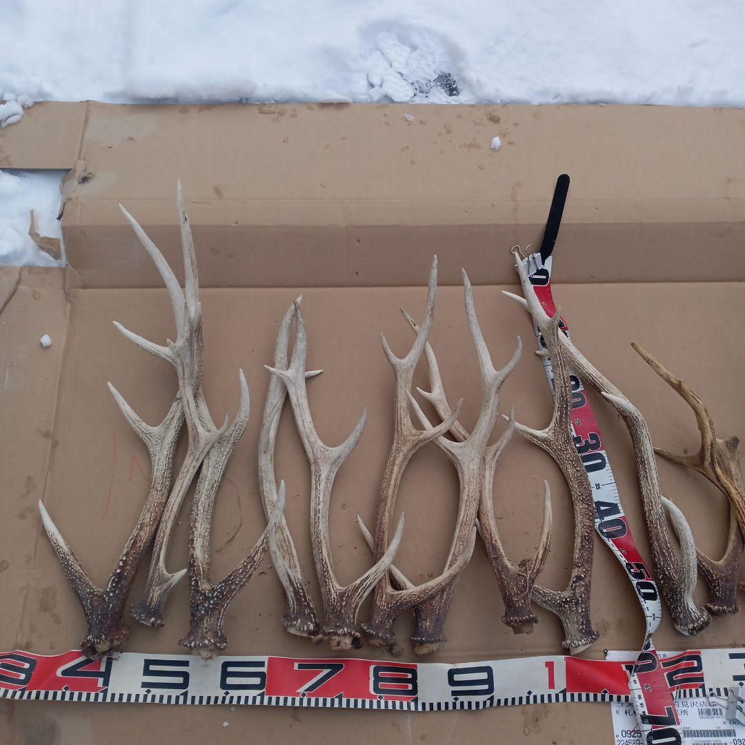 S*i様 蝦夷鹿の角、犬のおもちゃ、工芸品などに １１番