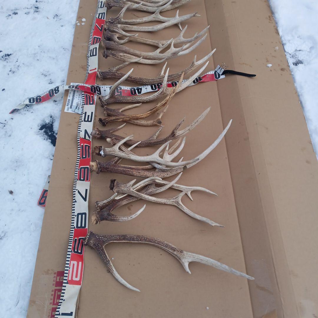 S*i様 蝦夷鹿の角、犬のおもちゃ、工芸品などに １１番