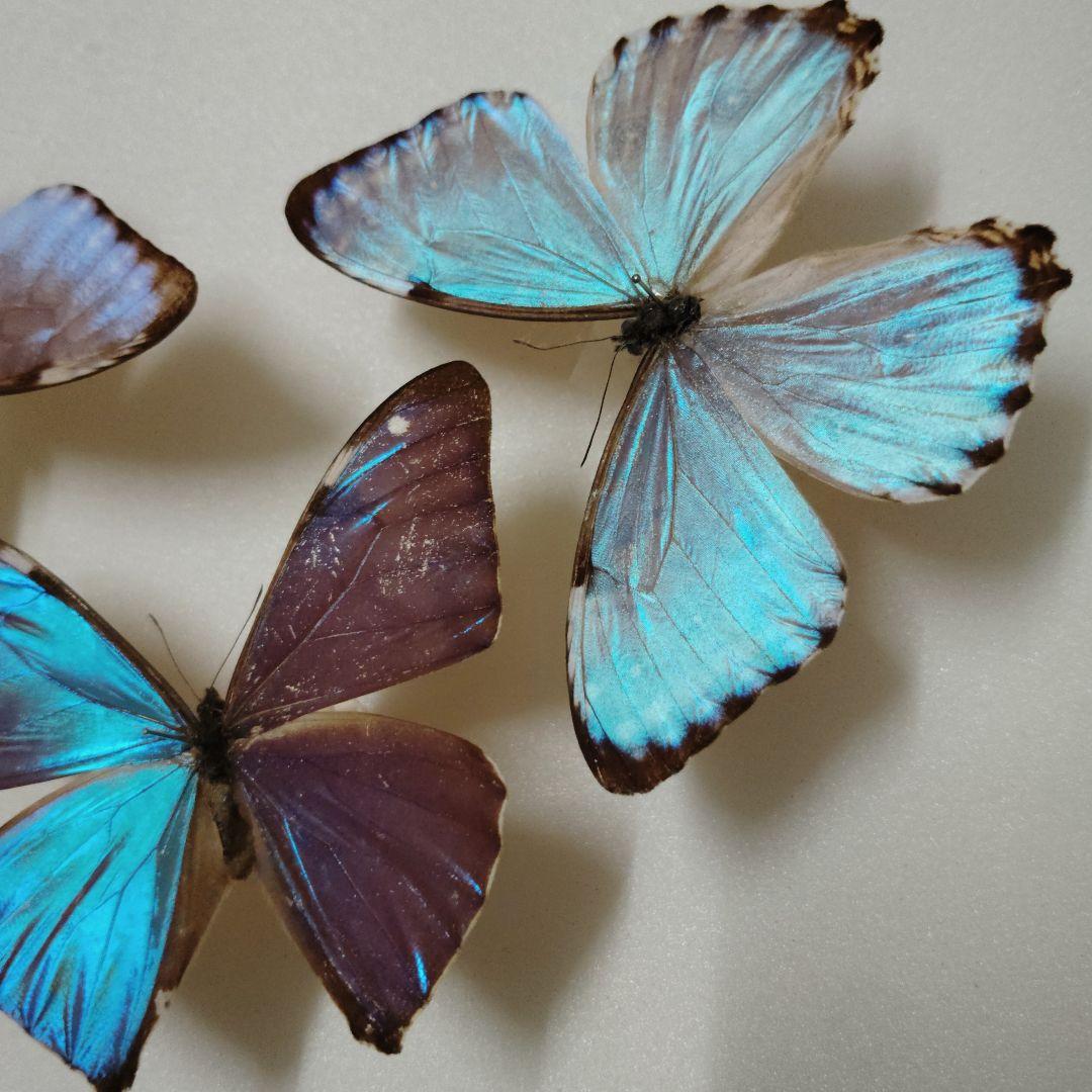 モルフォ蝶　まとめ売り　ブラジル産❗️　蝶標本