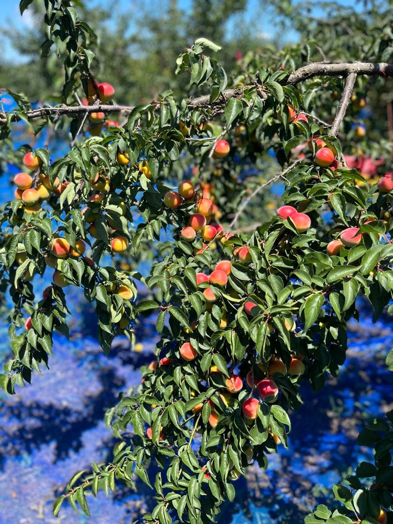 つぶれちゃった白干し梅干　無添加　無選別　10kg入り